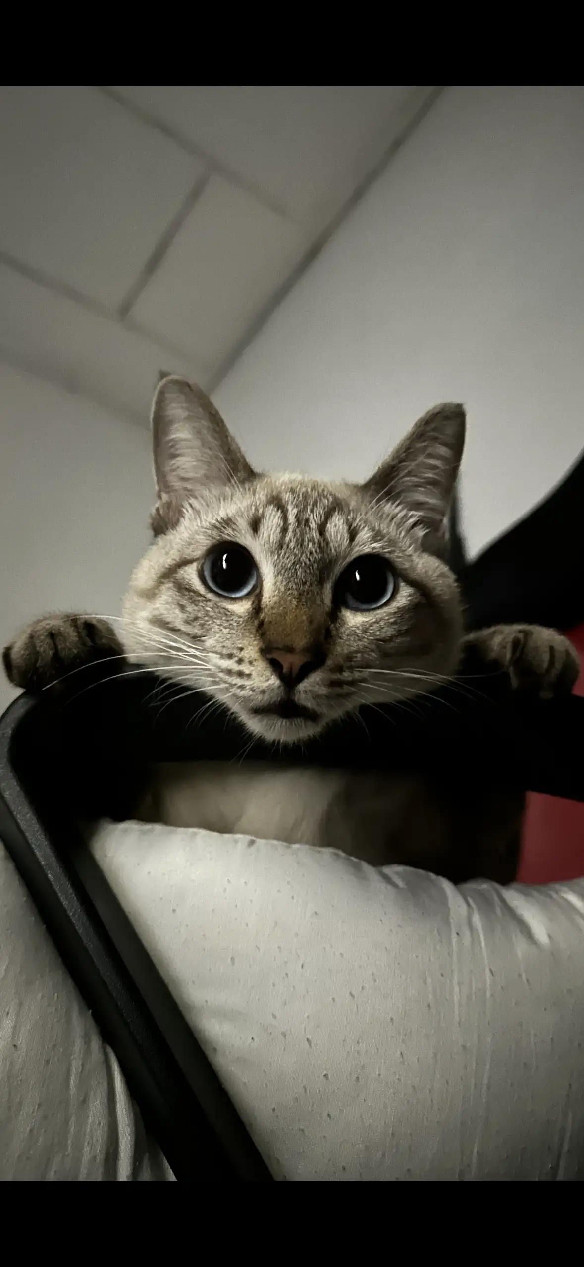 Pet 1